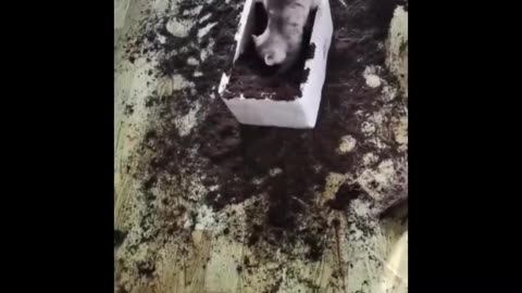 CUTEST PETS EVER