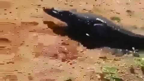 This is a beautiful and charming water-dwelling species