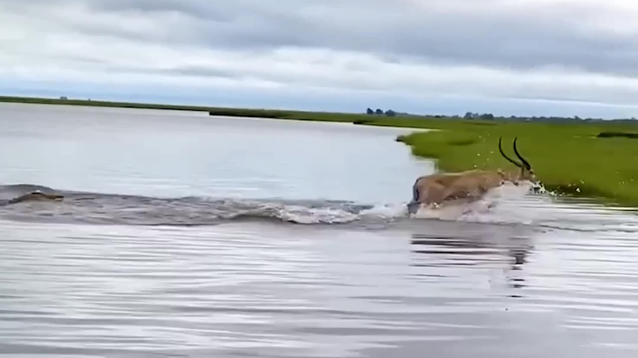 crocodile vs. impala