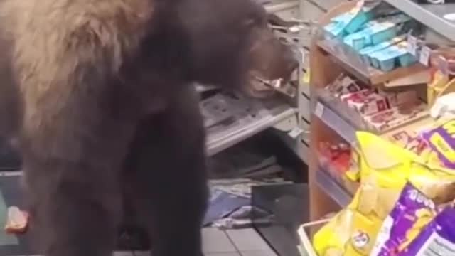 Look what happens when bears shop at the supermarket