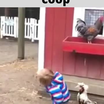 go away this is my chicken coop
