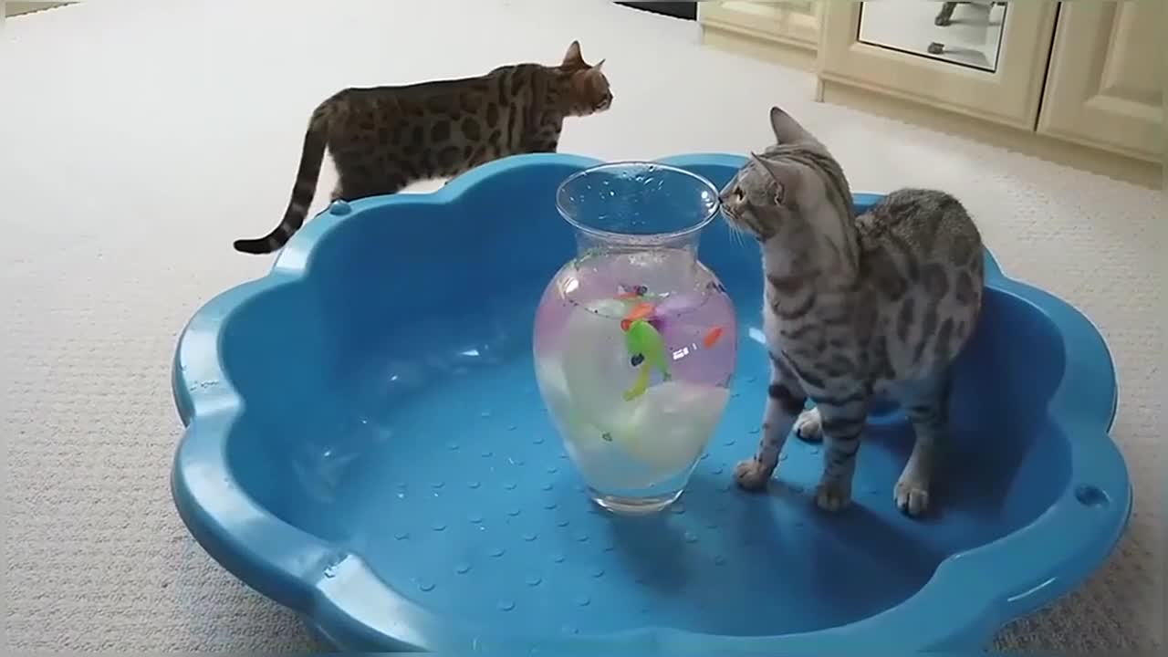 Bengal Kittens Vs Water Balloons StayHome