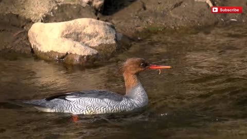 The first visit of an endangered duck to Hong Kong