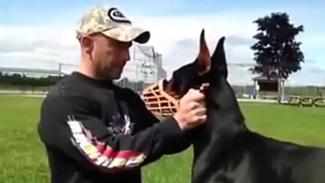 dog training Wonderful dog