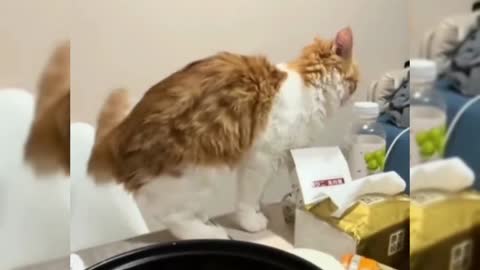 Cute pet funny video
