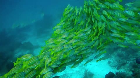 Beautiful light green color sea fish gang