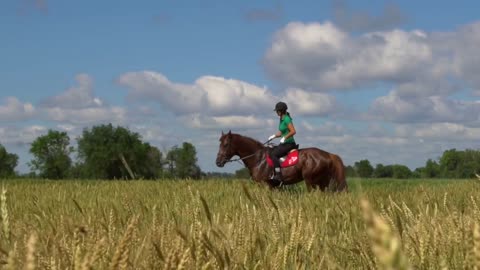 Young woman rider riding a horse on the field view throught the ears of wheat