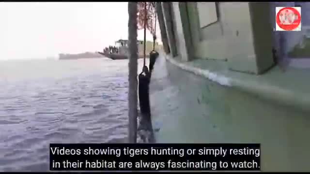 Tiger’s jump from boat during release in Sundarbans -_Cut