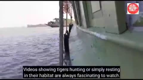 Tiger’s jump from boat during release in Sundarbans -_Cut