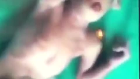 DUMBS - THESE CREATURES LIVING IN THE TUNNELS - PT5 - THOUGHTS? ???????? SHARE!!