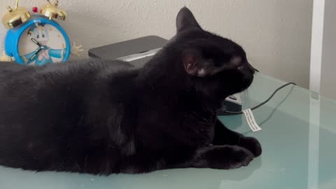 Adopting a Cat from a Shelter Vlog - Cute Precious Piper Knows How to Cool Off on the Desk