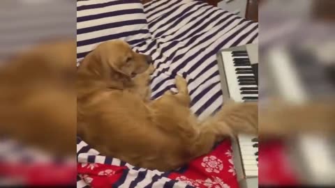 Funny Cat and Dog Videos That Will Make Your Day