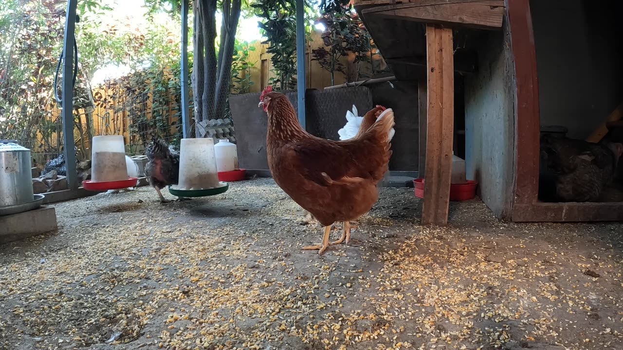 Backyard Chickens Close Up Dirt Bath Chicken Run Video Sounds Noises!