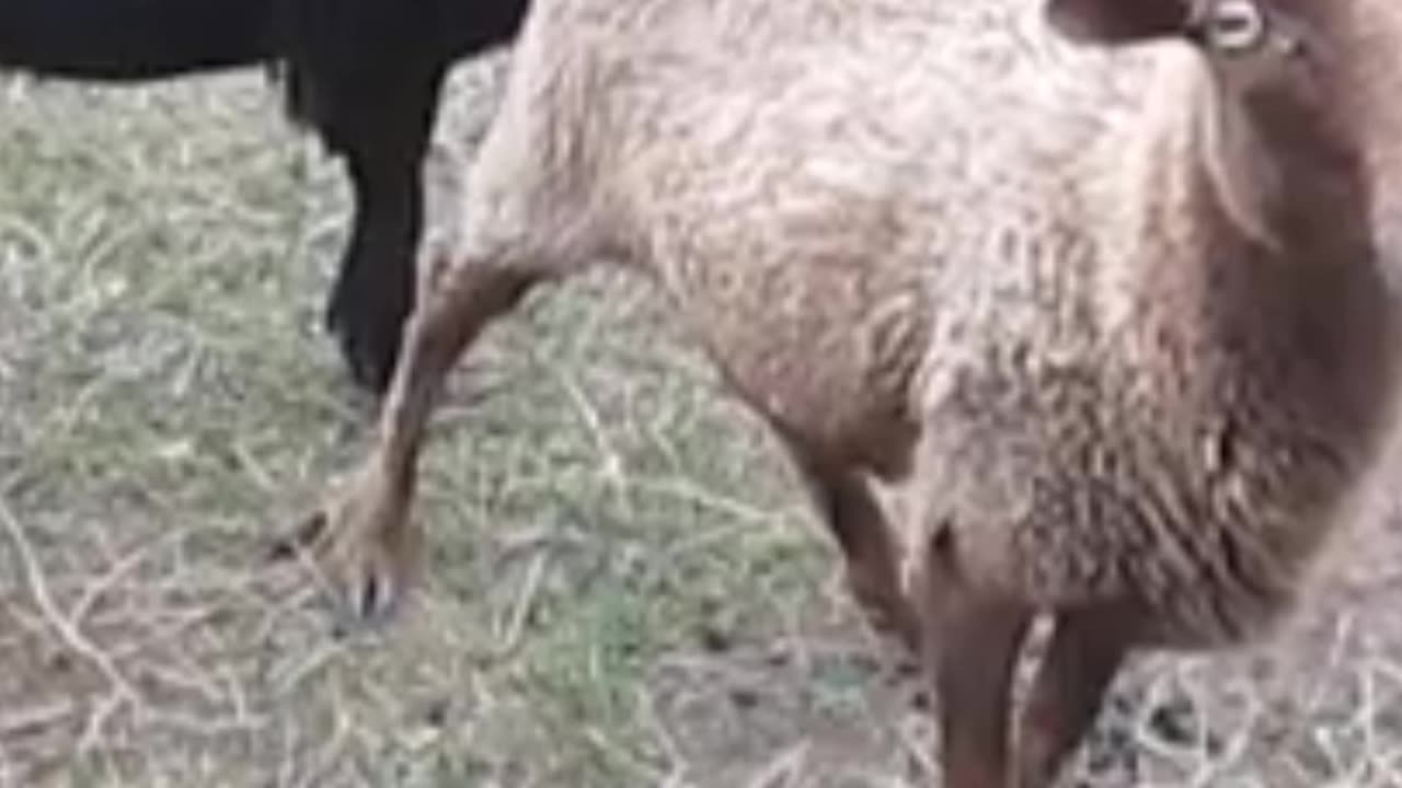 Smart animals🐐🐏