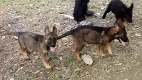 German Shepherd Puppies