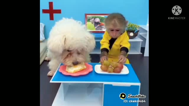 Husband Dog and Wife Monkey Funny video - Funny videos 2021