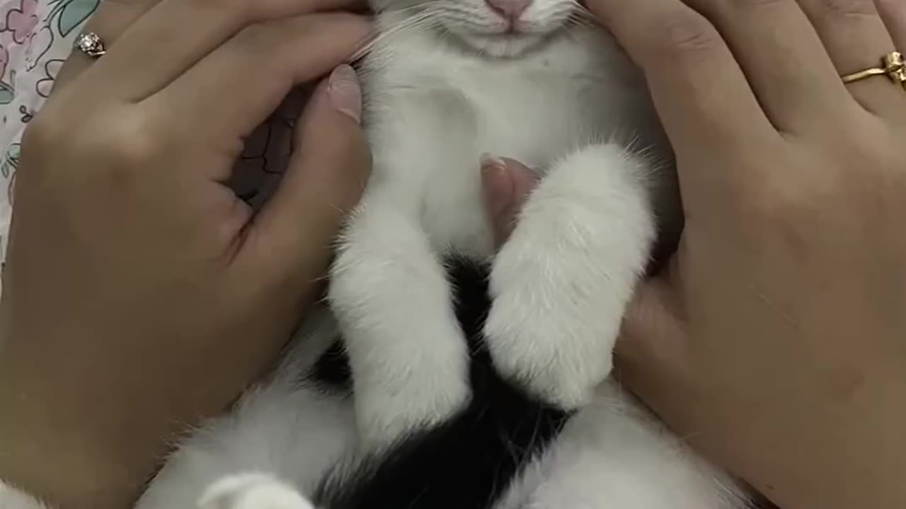 POV rescued little cat