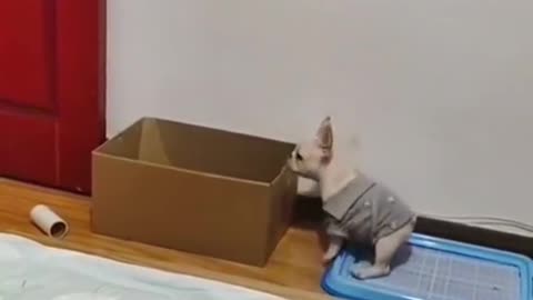 A puppy's Daily routine