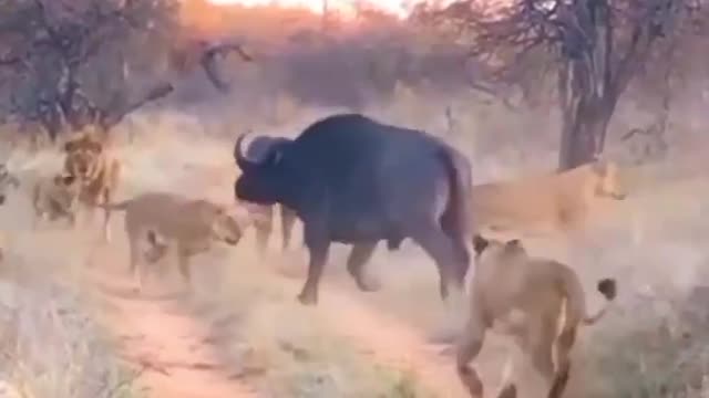 Lion trying to hunt