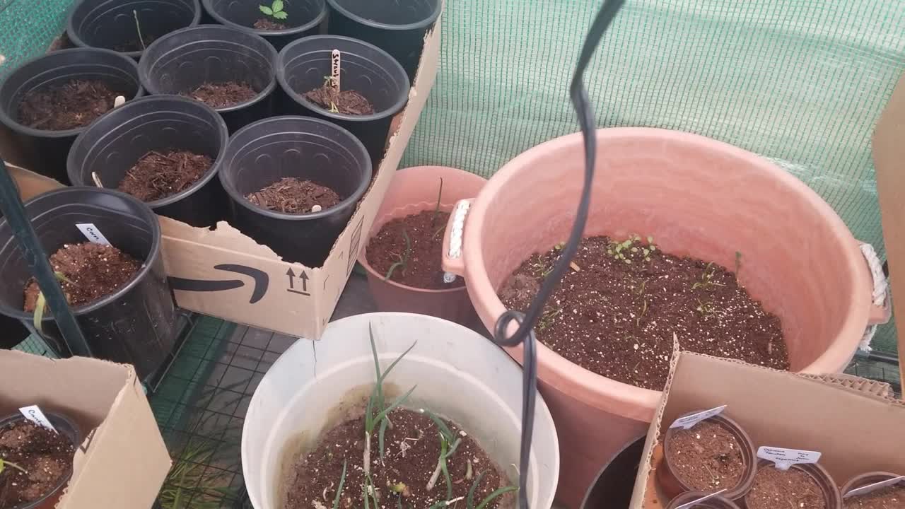 Save Your Seedlings From The Cold #SeedStarting #OhuhuGreenhouse