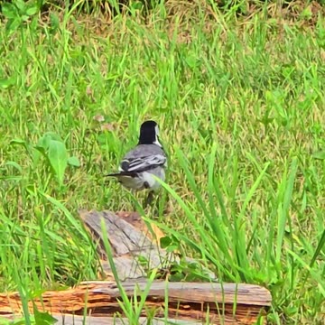 A beautiful wagtail in the wild / a very beautiful bird.
