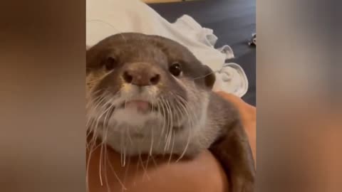 Watch Special feature on the cry of Fuku🥰 cute Otter 2023 #Trending #viral #Foryou