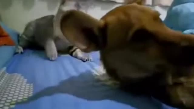 This Dog Farted While Asleep And Was Smacked Hard By The Cat🤣😂😃😄