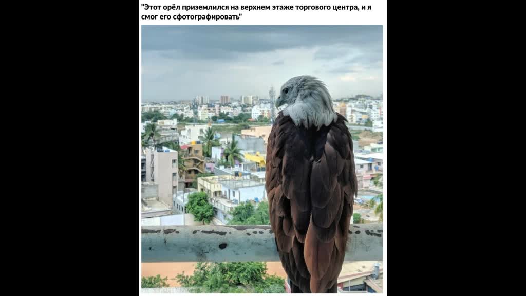 Пакетаполет + цитатки ;-)
