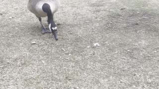 Fun with geese