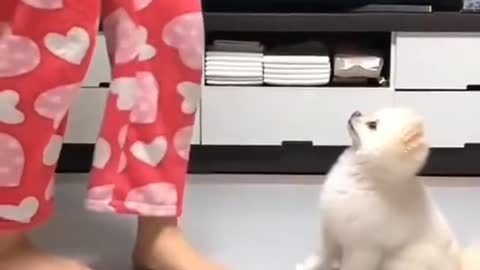 Cute dog dancing with owner