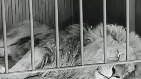 Funny videos