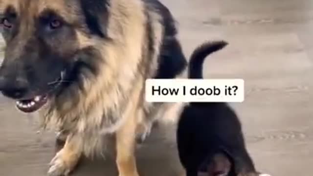 how to learn their dog german shepherd || dog training #rumble