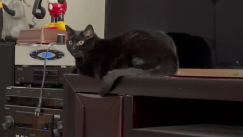 Adopting a Cat from a Shelter Vlog - Cute Precious Piper Guards the Audio Video Equipment