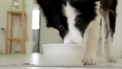 A thirsty dog greedily drinks water - watch