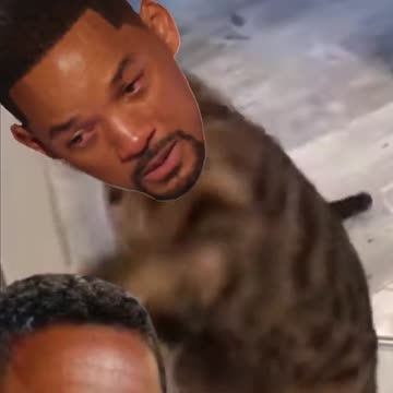 Will Smith Smacks Chris Rock Funny Cat