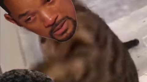 Will Smith Smacks Chris Rock Funny Cat