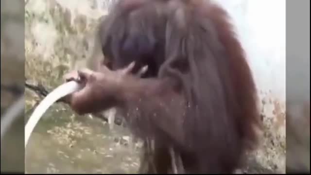 monkeys who are good at bathing themselves using a unique hose