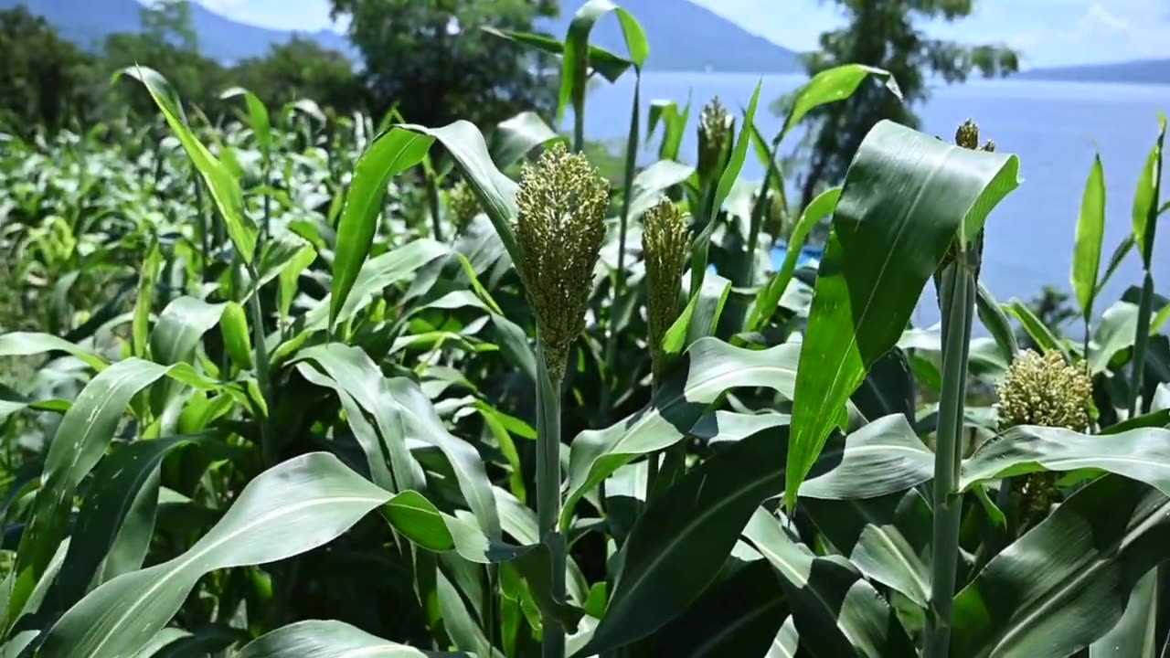 Sorghum Makes You Amazed