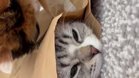 Cat Hides While Sibling Paws At Packaging