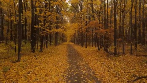 Enchanting Autumn Forests with Beautiful Piano Music