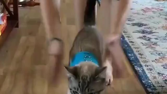 Cute little animals making fun 😍😁