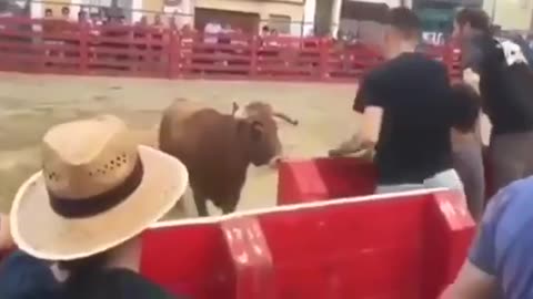 Don't mess with the bull!