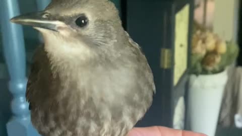 Baby Starling