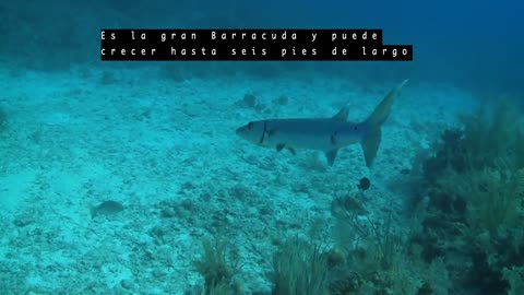 Es la gran Barracuda - Spanish - Expedition Notebook