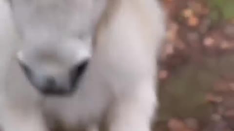 Lovely Unicorn ❤