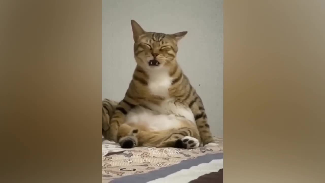 Cat & dog funny video