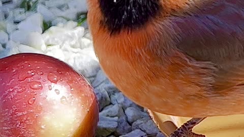 northern cardinal - red bird