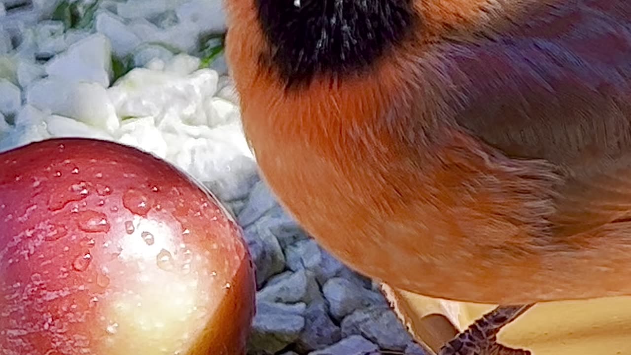 northern cardinal - red bird