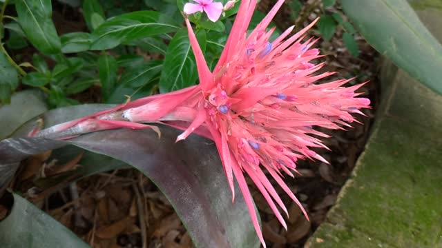 Bromeliad Flower