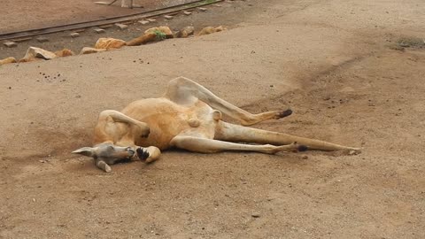 Kangaroo Behaves Like a Cat